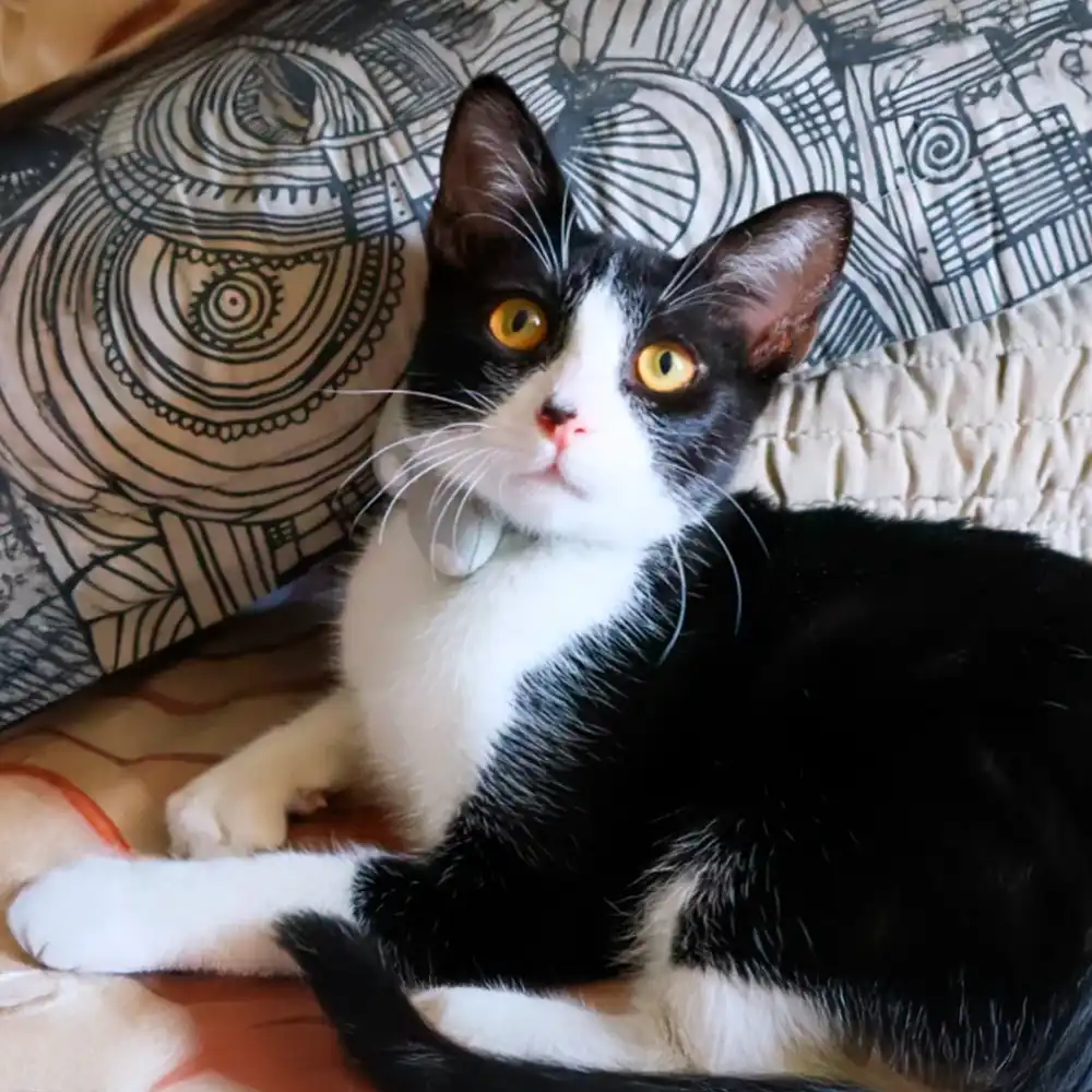 Gatito de la familia Maito