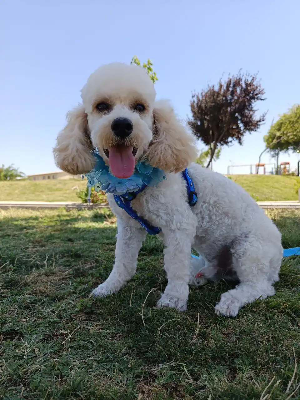 Perro jugando al aire libre